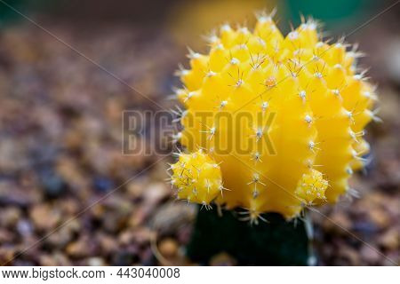Close Up Colorful Small Cactus Plant With Beautiful Yellow Flower Blossom On The Tree Of Ruby Ball, 
