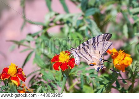 Beautiful Butterfly Scarce Swallowtail, Sail Swallowtail, Pear-tree Swallowtail, Podalirius. Butterfly sailboats family Papilionidae. Latin Iphiclides podaliriu. Butterfly collects nectar on flower