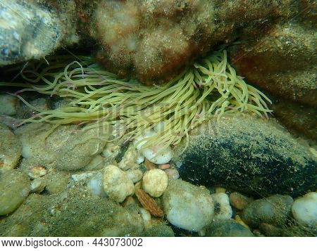 Snakelocks Anemone Or Opelet Anemone (anemonia Viridis) Undersea, Aegean Sea, Greece, Halkidiki