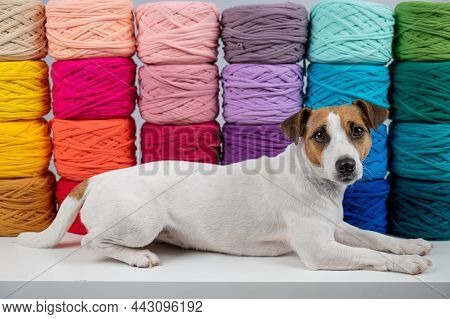 jack russell store