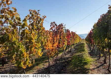 Vineyard In Osoyoos, British Columbia In Canada On A Sunny Day In Autumn
