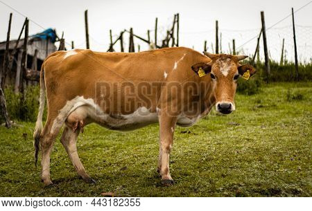 A Orange And White Cow Side Looking At Camera While Standing  In Grass