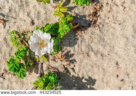 White Rosehip Flower On The Seashore.  Rosehip Blossoms On The Background Of Sand. A Large White Flo