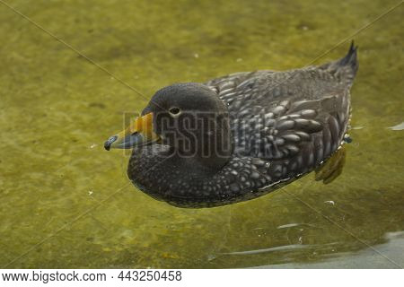 The Fuegian Steamer Duck, The Magellanic Flightless Steamer Duck (tachyeres Pteneres).