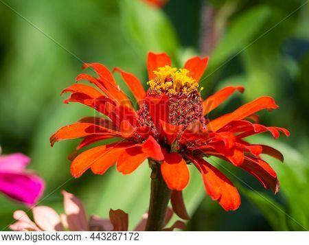 Unfocused Red Zinnia Flower Close-up Against A Green Garden Background. Horizontal Spring Or Summer 