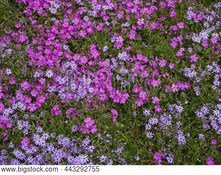 Floral Background. Carpet Of Multicolored Creeping Flowers Of Phlox Paniculata Top View.