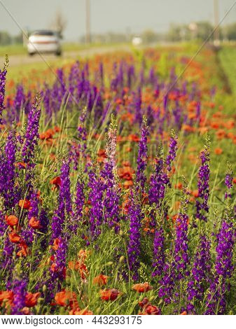 Blooming Purple And Red Flowers Along The Road, Focus In The Foreground. Flowers Of Lupines And Popp