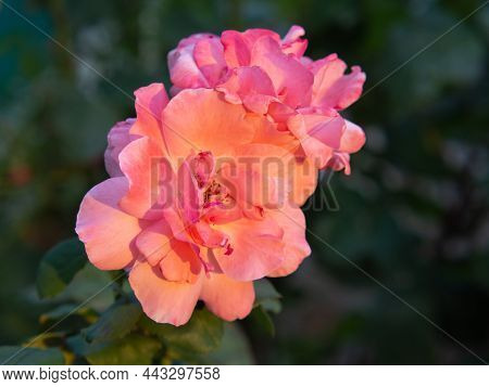 Close-up Of Delicate Cream Rose Buds. In The Background, A Blurry Dark Green Bush.