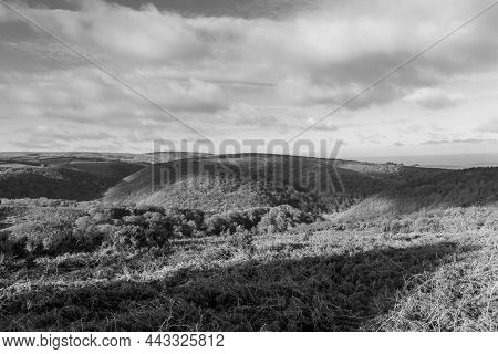 Horner Woods In Somerset