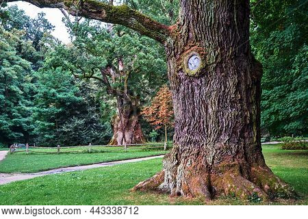 A Trunk Of An Old, Historic Oak In The Park In Rogalin, Poland