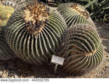 Ein Gedi, Israel - December 11, 2021: Echinocactus Palmeri Grows In The Ein Gedi Botanical Garden On