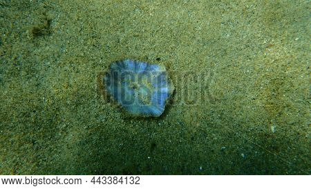 Seashell Of Mediterranean Limpet Or Rayed Mediterranean Limpet (patella Caerulea) On Sea Bottom, Aeg