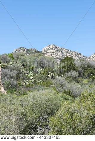 Landscape With Rocks And Flowers And Plants Like Cactus On The Italian Island Sardinia Also Called S