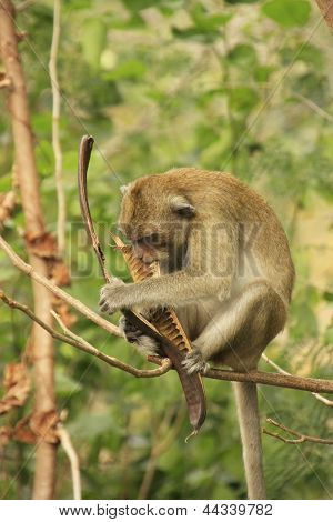 Long-tailed Macaque Eating Tree Seeds