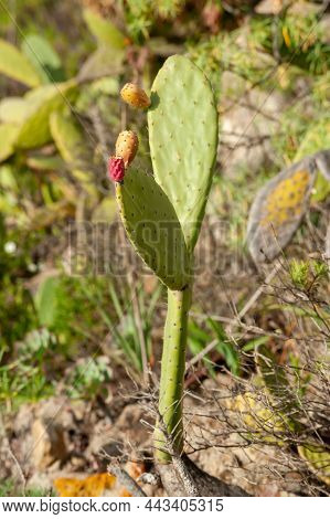 Opuntia Ficus-indica, The Indian Fig Opuntia, Fig Opuntia Or Prickly Pear On Rocky Desert Background
