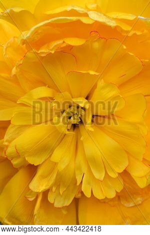 Tulip Yellow Pomponette Flower Detail - Latin Name - Tulipa Yellow Pomponette