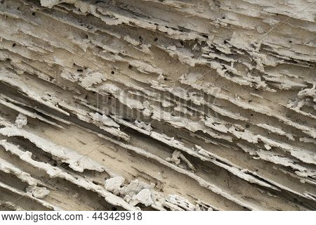 A Close Up View Of Grainstone, Or Kurkar Rocks, Typical Of The Mediterranean Shorelines.
