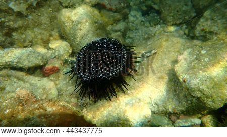 Test (shell) Of Black Sea Urchin (arbacia Lixula) Undersea, Aegean Sea, Greece, Halkidiki