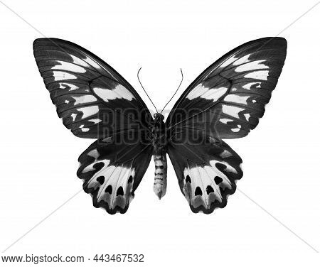Large Black And White Tropical Butterfly Isolated On White. Ornithoptera Priamus Urvillianus (female