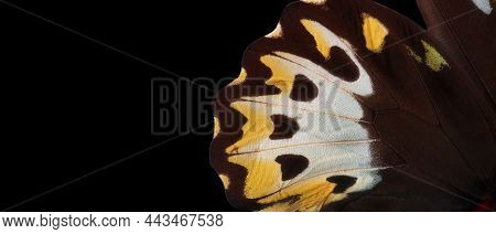 Birdwing Butterfly. Macro Photography Tropical Butterfly Wing Isolated On Black. Wing Detail Of Orni