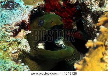 Murene verdi Close-up