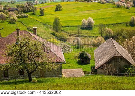 Spring Rural Landscape With Flowering Fruit Trees On A Sunny Day. The Village Of Hrinova In Central 