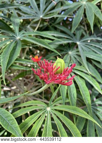 Ein Gedi, Israel - December 11, 2021: Red Blooming Succulent Jatropha Dissected (latin Jatropha Mult