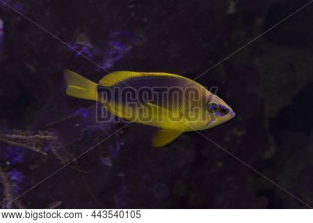 The Shy Hamlet (hypoplectrus Guttavarius) In Aquarium.