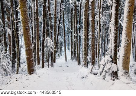 Landscape Winter Coniferous Forest In The Mountains. Trees Covered With Snowdrifts