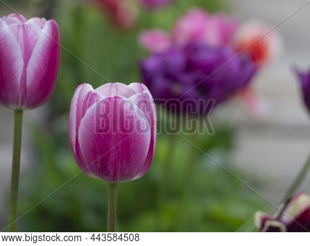 Pink And White Tulip On The Background Of Unfocused Flowers And Greenery In The Spring Garden.