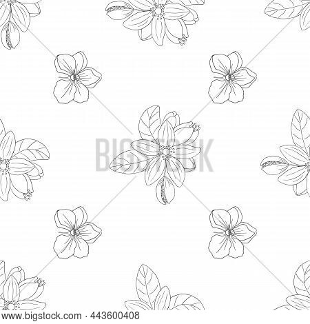 Vector Seamless Pattern With Citrus Bergamia Flowers