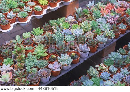 Many Various Small Colorful Kalanchoe Succulent Plant On Shelf Display For Sale In Plant Shop At Out