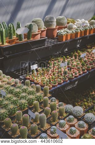 Focus On Foreground At Group Of Rainbow Hedgehog Cactus With Many Various Cactus On Shelves Display 