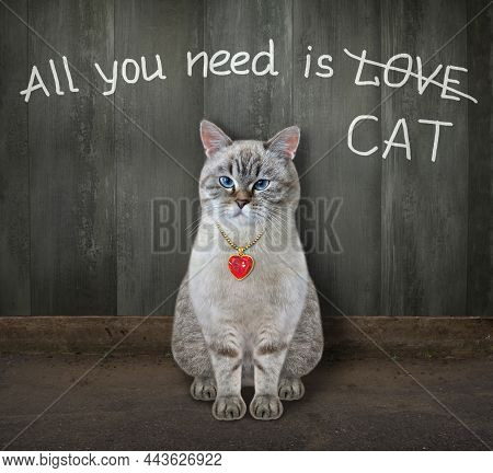 An Ashen Cat Wrote Funny Text On A Wooden Fence. All You Need Is Cat.
