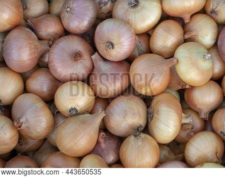 Fresh Harvest Of Onions. Bulbs Close Up. Agriculture.