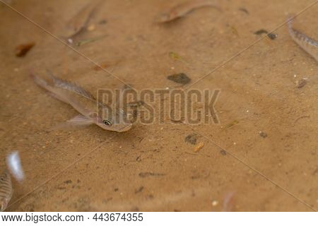 Tilapia Fish Are Swimming In A Shallow Water Pool, The Bottom Of The Pool Is Brown With Slightly Clo