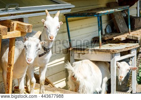 Cute Free Range Goatling On Organic Natural Eco Animal Farm Freely Grazing In Yard On Ranch Backgrou