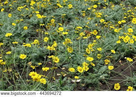 Multiple Yellow Flowers Of Cota Tinctoria Kelwayi In Mid June