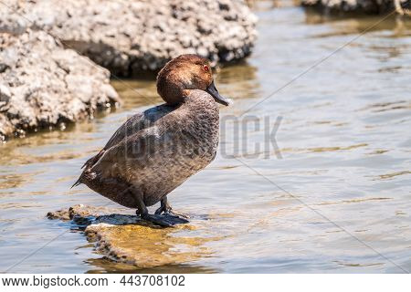 Beautiful Duck With Orange Head, Common Pochard Male, Aythya Ferina, Standing On A Lake Shore. The C