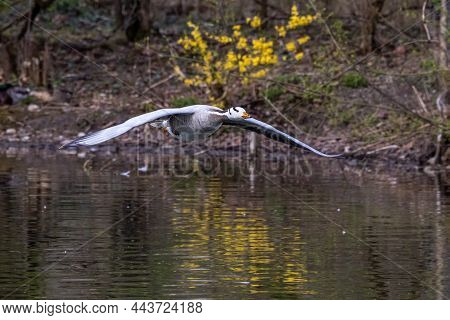 The Bar-headed Goose Flying Over A Lake At Munich. Anser Indicus Breeds In Central Asia In Colonies 