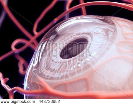 3d Rendering Artistic Eye Anatomy Including Vasculature, Abstract