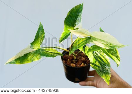 Syngonium Podophyllum Variegated In The Pot  With Sunlight