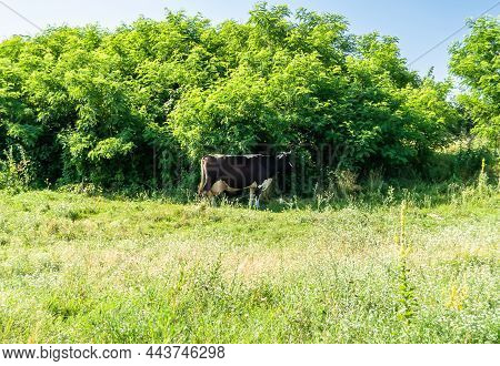 Photography On Theme Beautiful Big Milk Cow
