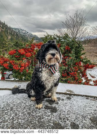 Portuguese Water Dog Wearing A Scarf Outside Beside A Holly Tree At Christmas Time In Bc, Canada