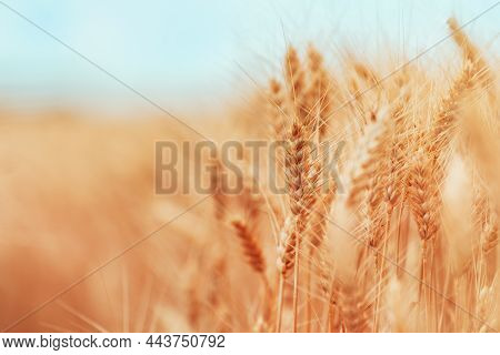 Ripe Harvest Ready Wheat Crops Field In Summer, Cereal Plant Cultivation, Selective Focus