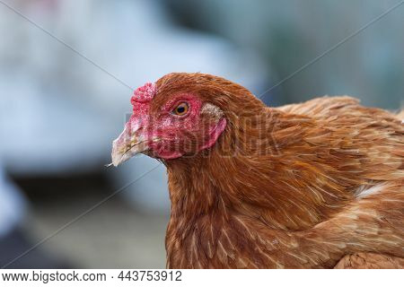 Closeup Shot Of Indian Hen. Bird View.
