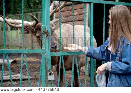 Young Girl Feeds Deer With Her Hand At Zoo. Concept Of Keeping Wild Animals In Captivity.