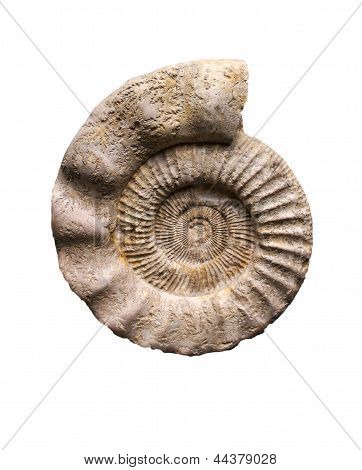 Ammonite