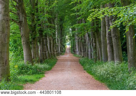 Forest Path With Trees In Symmetry On Both Sides In Neerijnen, Province Gelderland, The Netherlands