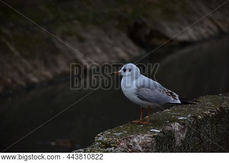 Several White Gulls Look Directly Into The Lens With Curiosity And Expectation